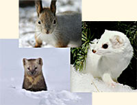 miniver, ermine and sable: animal tails used in fine brushmaking